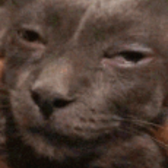 Meet your Posher, Eva - Picture 1 of 1